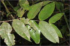 Memecylon malabaricum